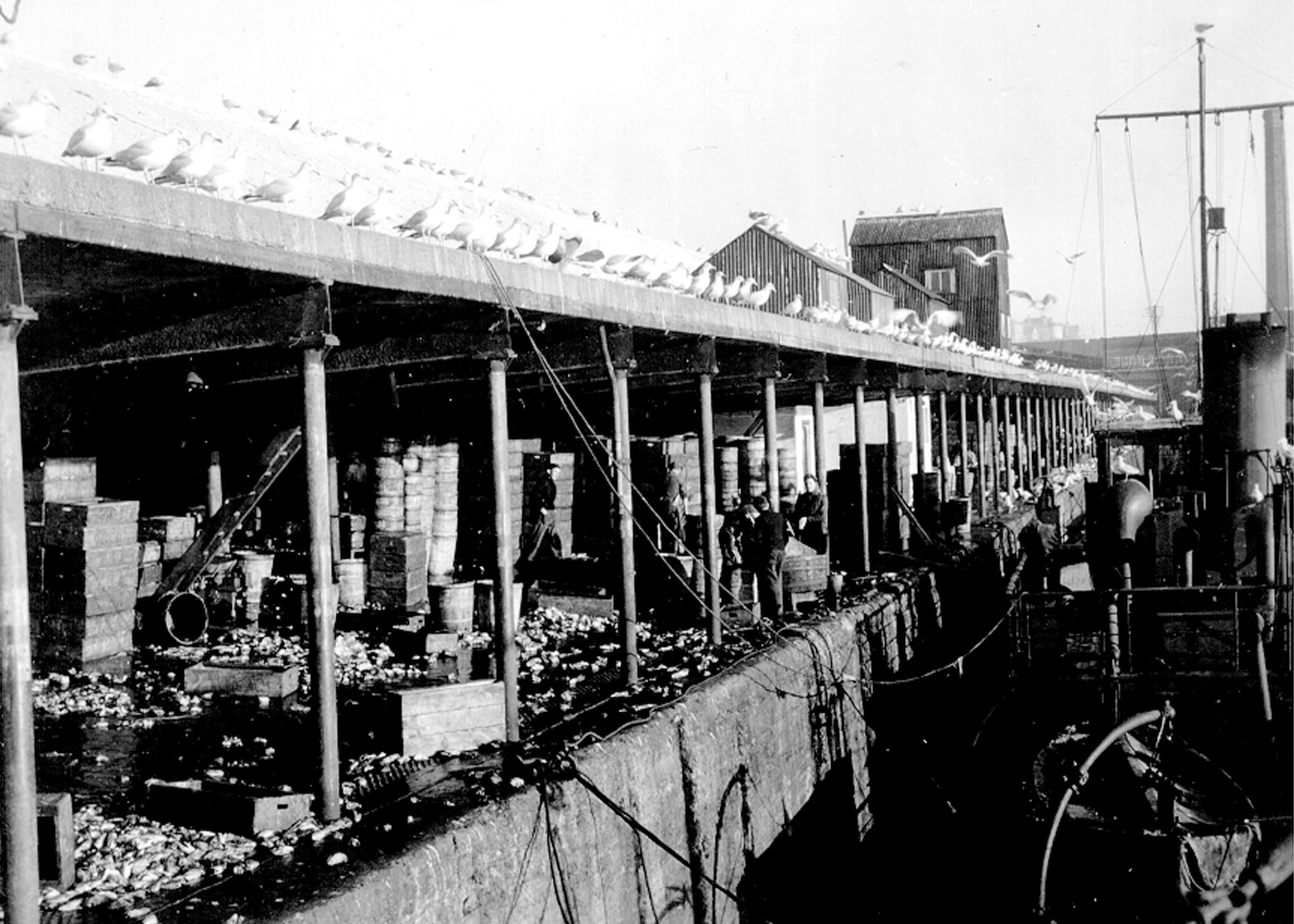 Resembling a scene from a Hitchcock movie, seagulls line every surface at the fish dock.  The trawlers would unload their catch and the fish was gutted and cleaned and the meat went into the plant.  The heads, tails and everything else was simply shoveled into the water for â€œdisposal.â€  HMCS TRENTONIAN was secured on the wall of this fish plant for ten days in August 1944, for boiler cleaning. Roger Litwiller Collection, Allen E. Singleton, RCNVR photo, courtesy Bruce Keir, RCNVR. (RTL-BK141)