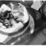 Cat Nap -HMCS WASAGA