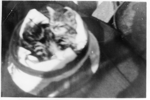 Cat Nap -HMCS WASAGA